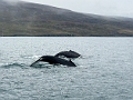 Day 8 - Dalvík, Siglufjörður, Tröllaskagi, Laugarbakki
